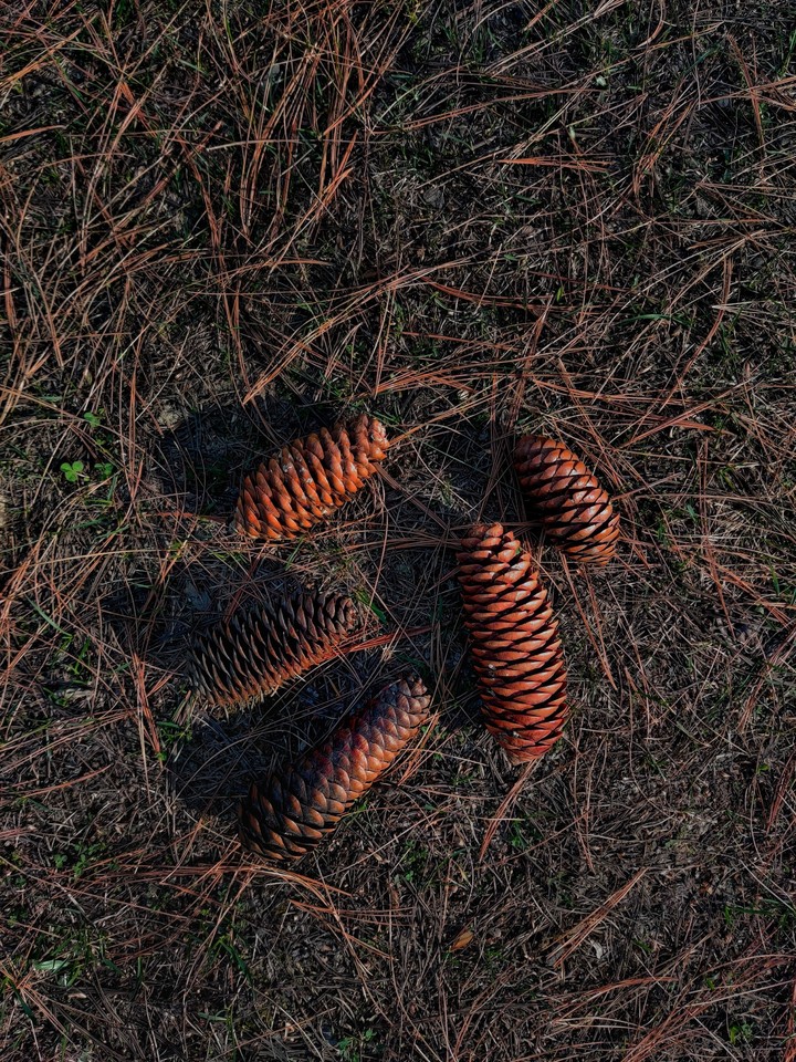 pine tree fruit