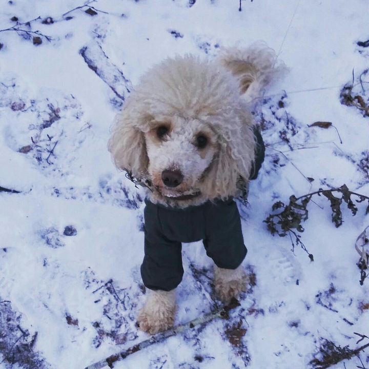 собака