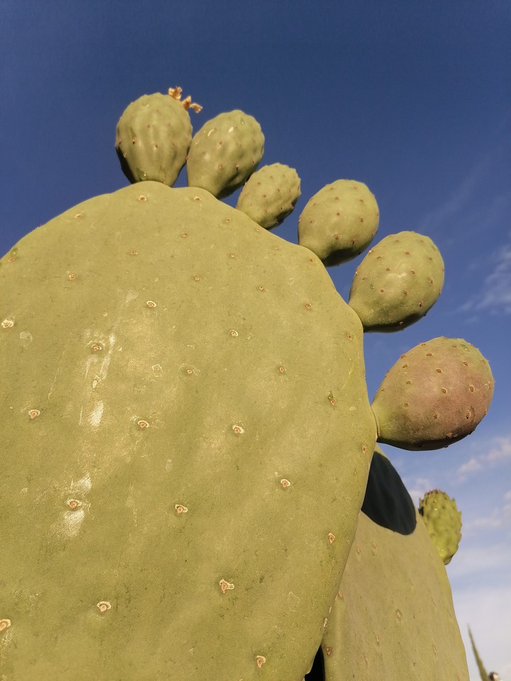 PENCAS DE NOPAL