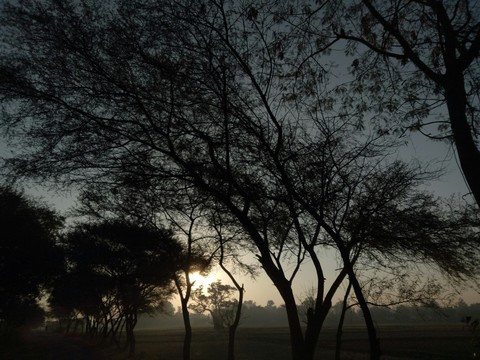 sfondi atmosphere, tree