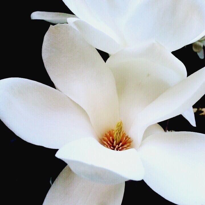 흰꽃