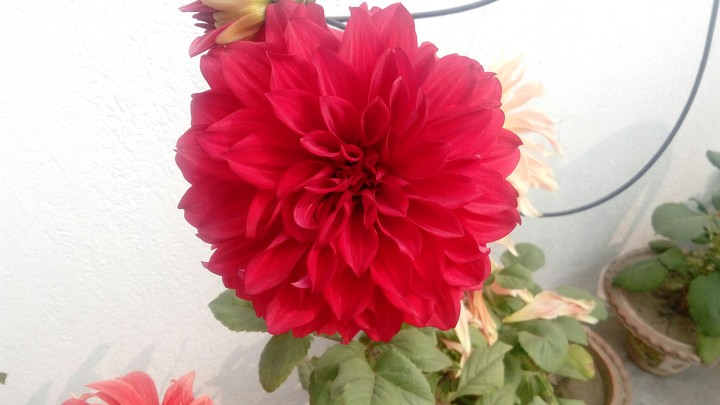flower