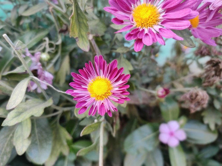 pink