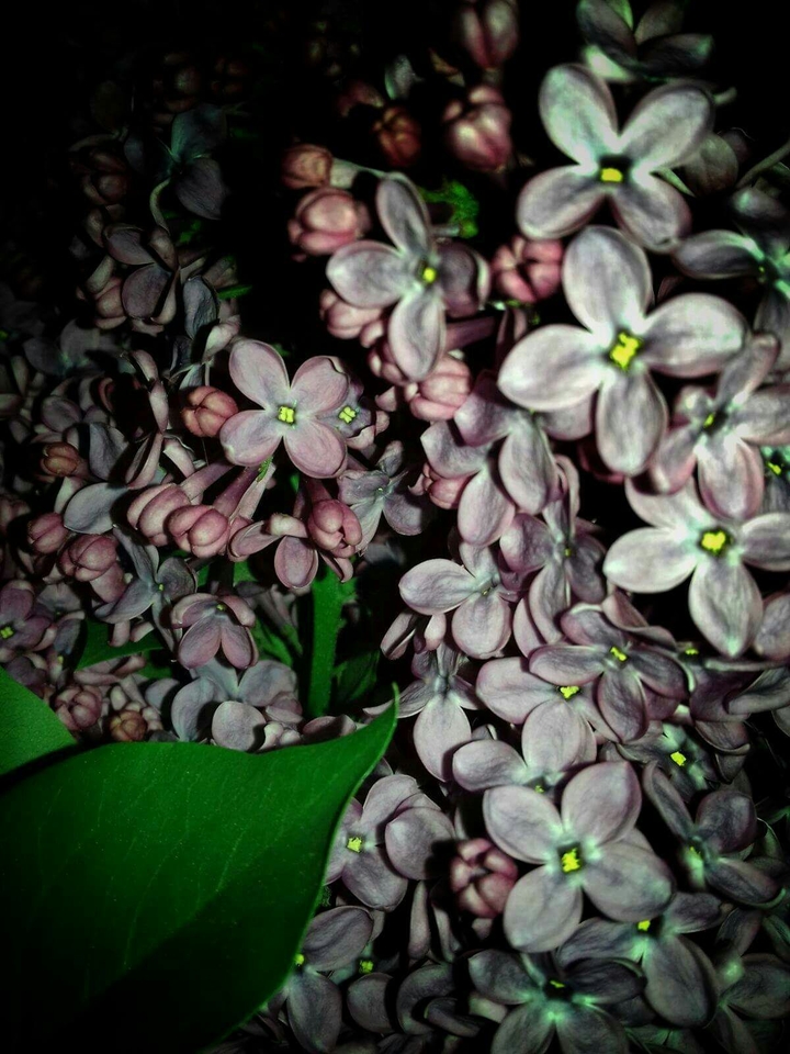 #floricicaaaa