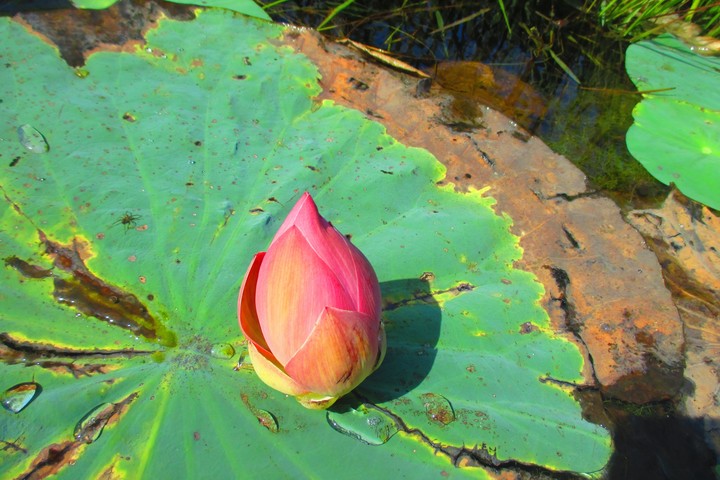 flower_ lotus