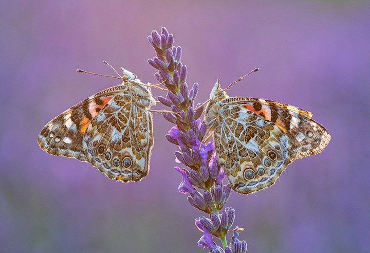 butterflies