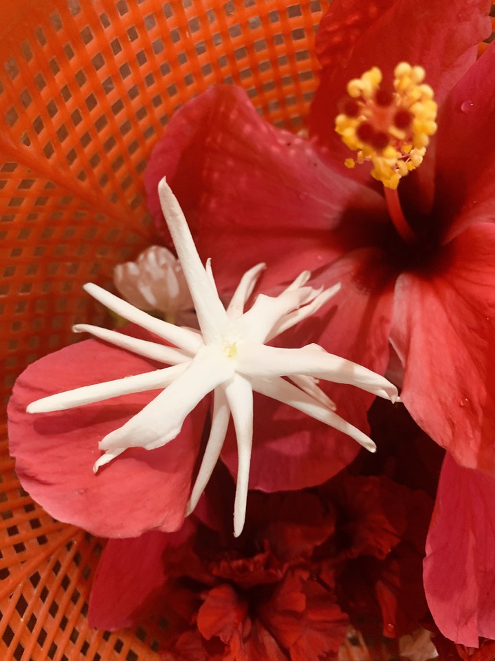 flowers