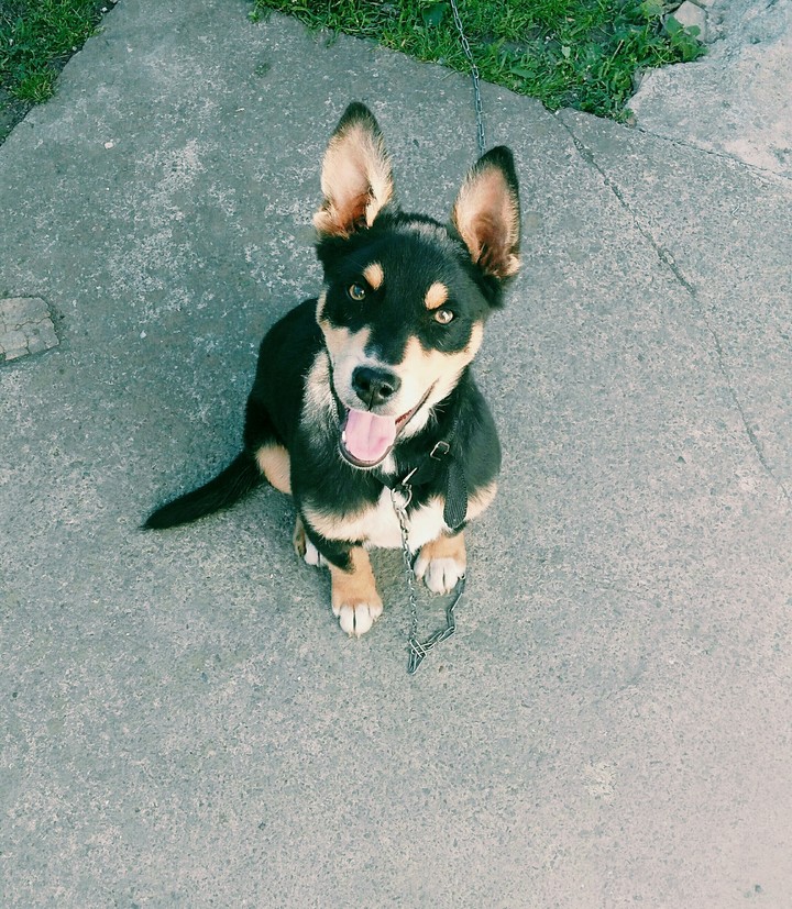Bobi