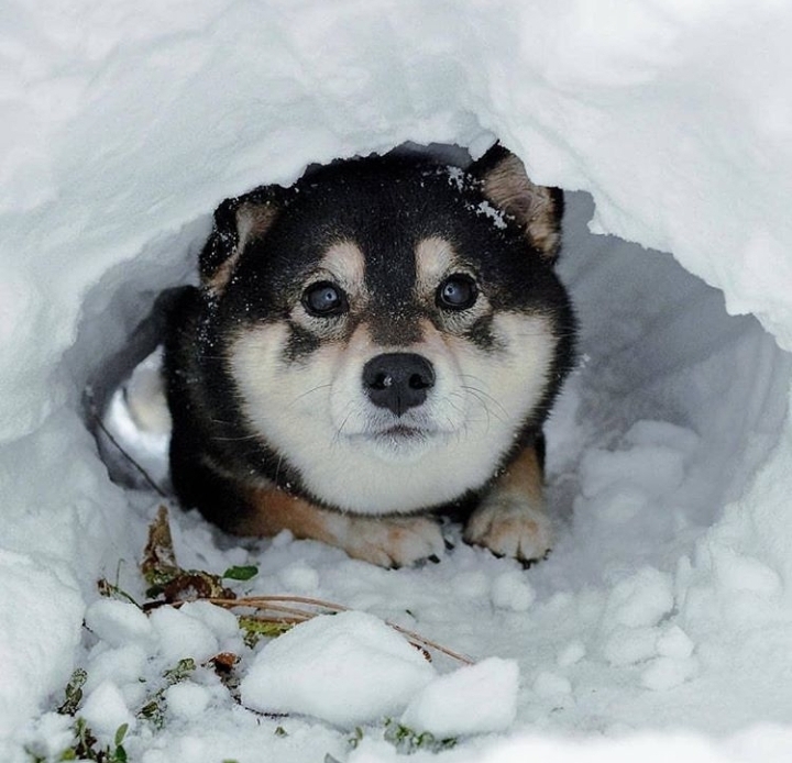 しば
