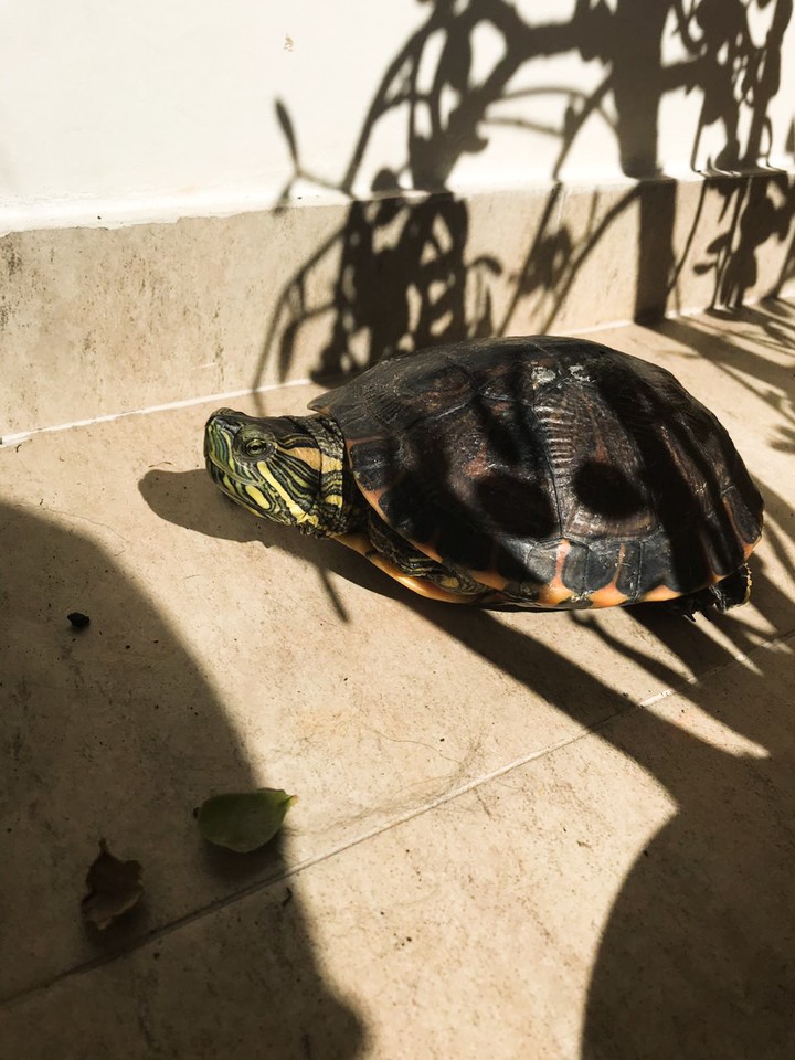 turtle