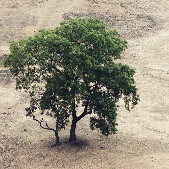 Stand like Tree
