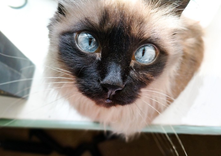 A cat