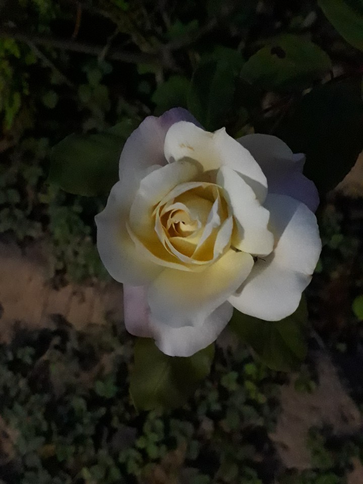 ROSA❤