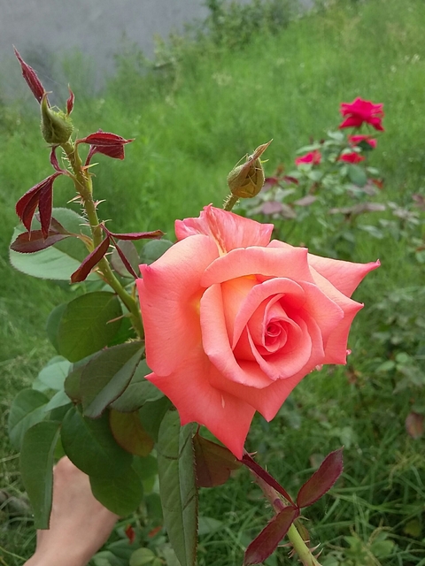 orange rose