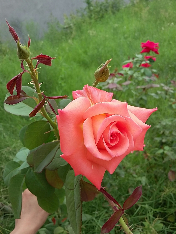 orange rose