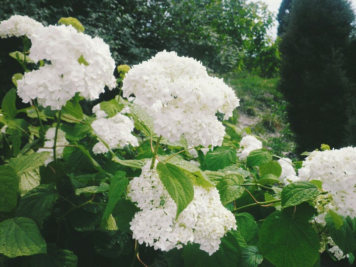 flowers