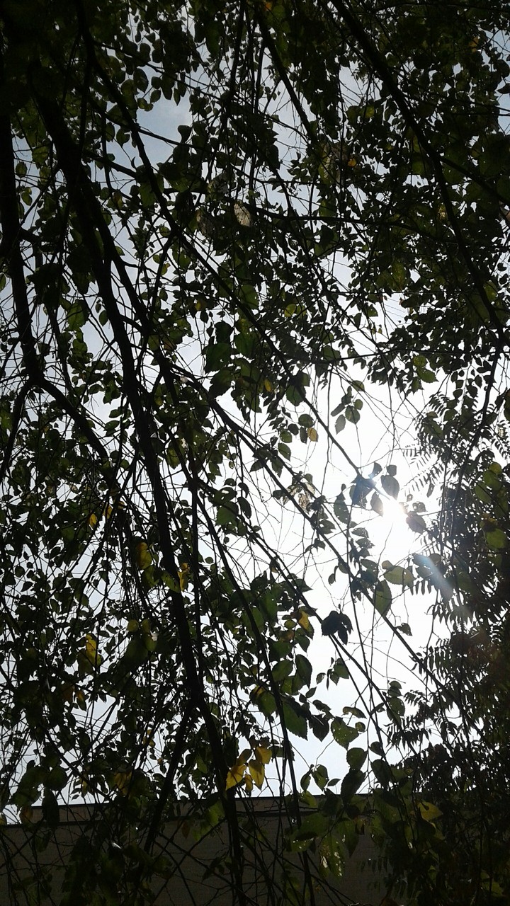 sunny day