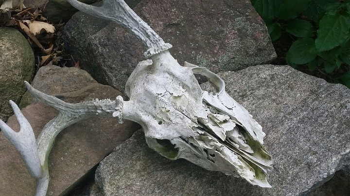 deer skull