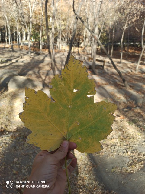 #fall