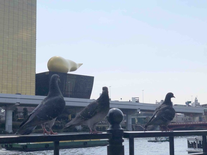 birds