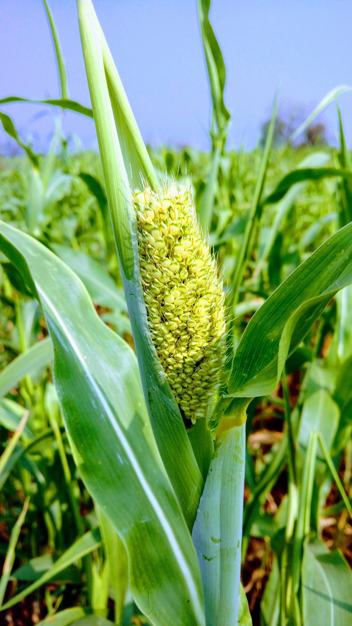 Grains#Farm