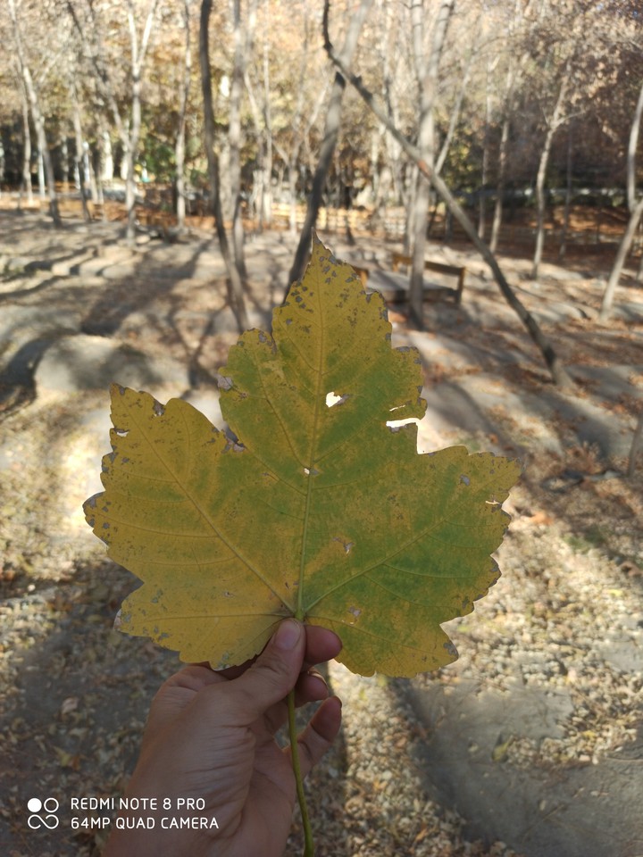#fall