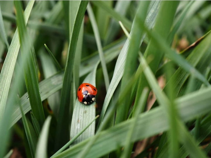 Ladybeetle