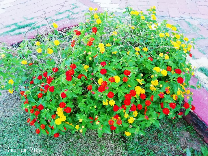beautiful even with little colors..