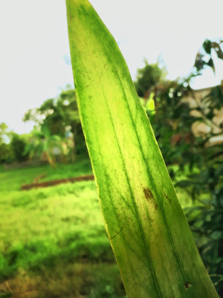 GREEN WORLD