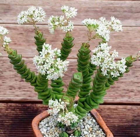 succulent