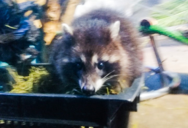 raccoon