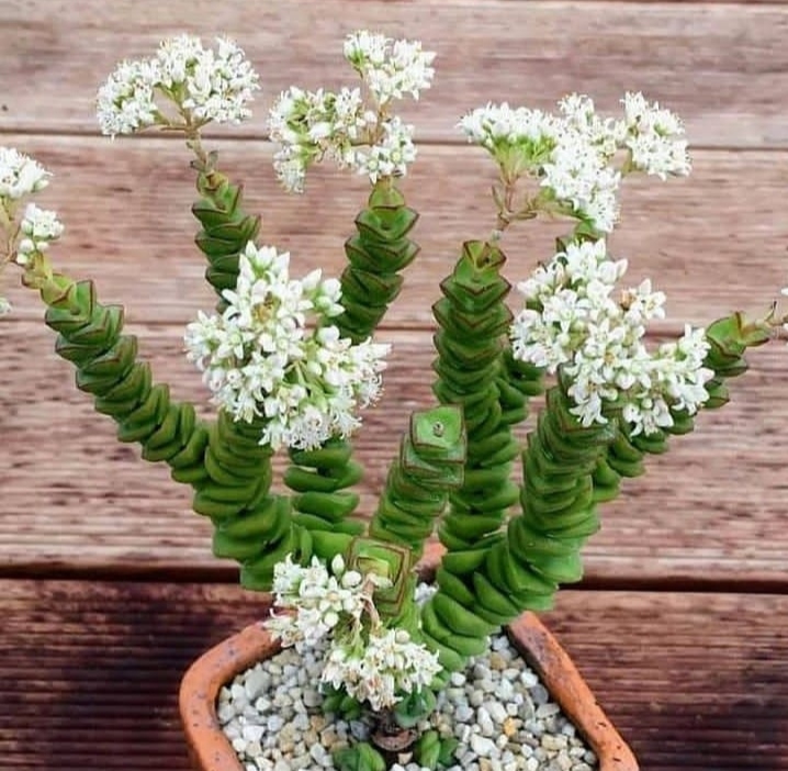 succulent