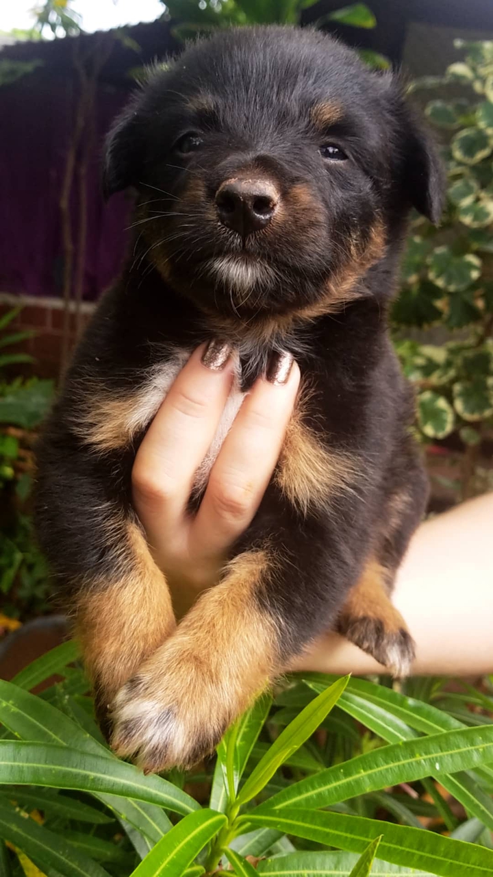 Perrito...