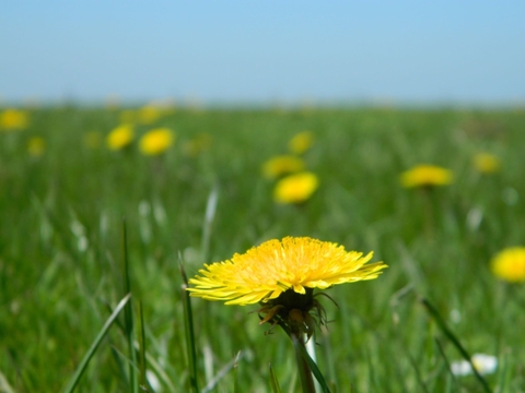 Dandelion Field