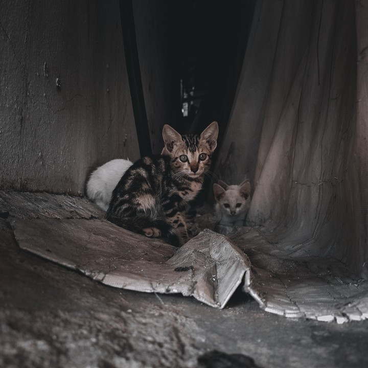 kittens