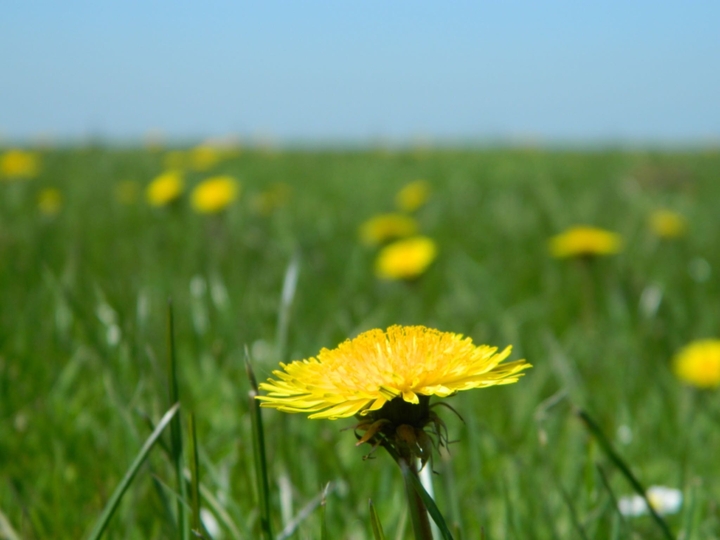 Dandelion Field