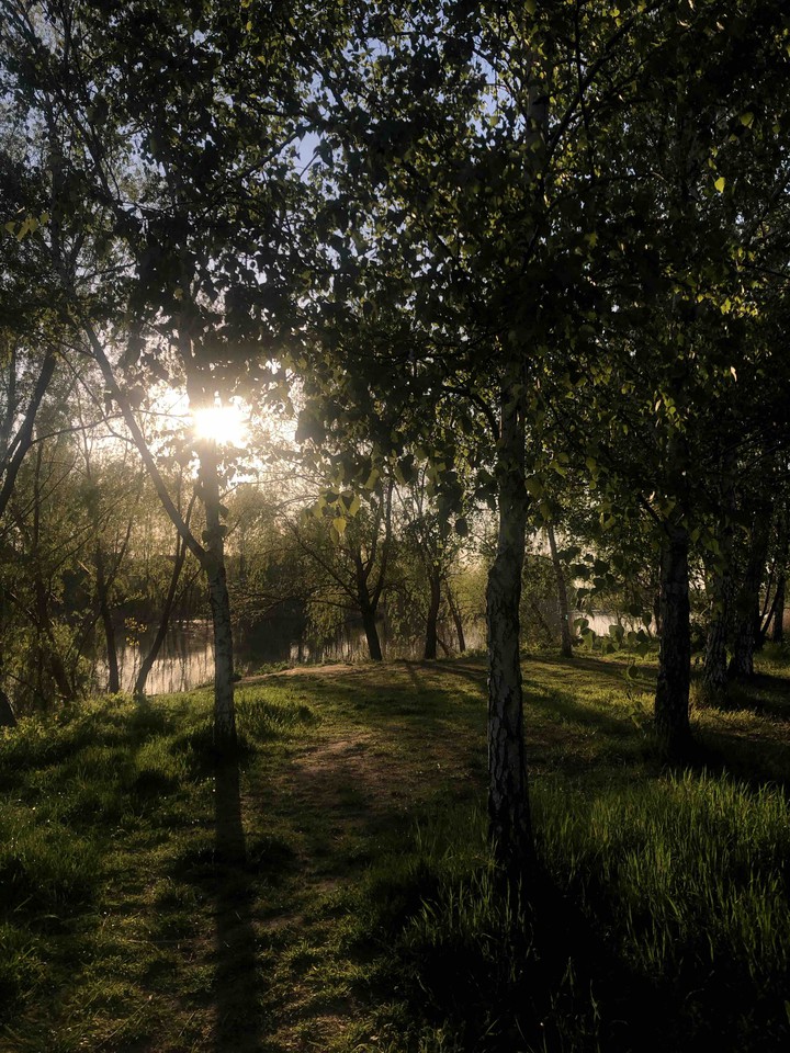 закат в лесу