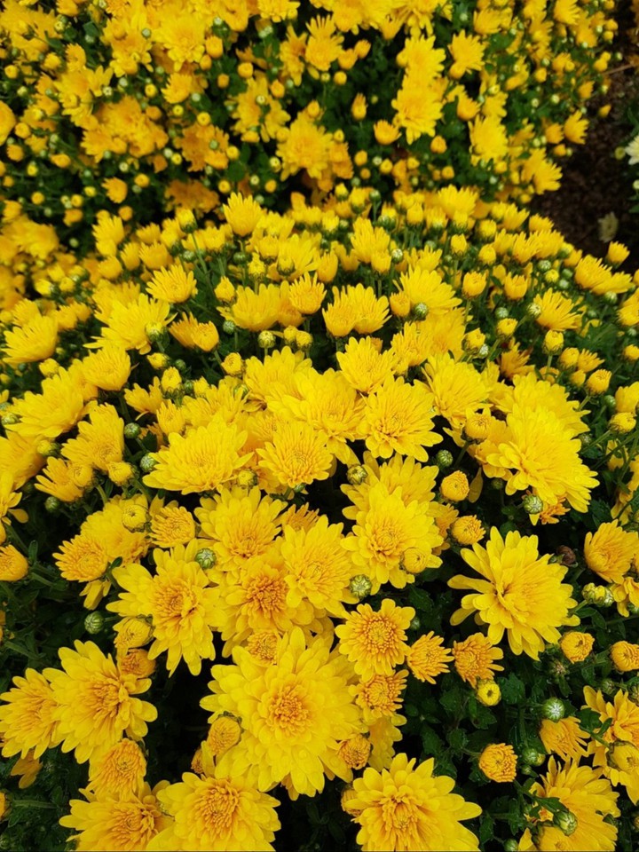 들국화