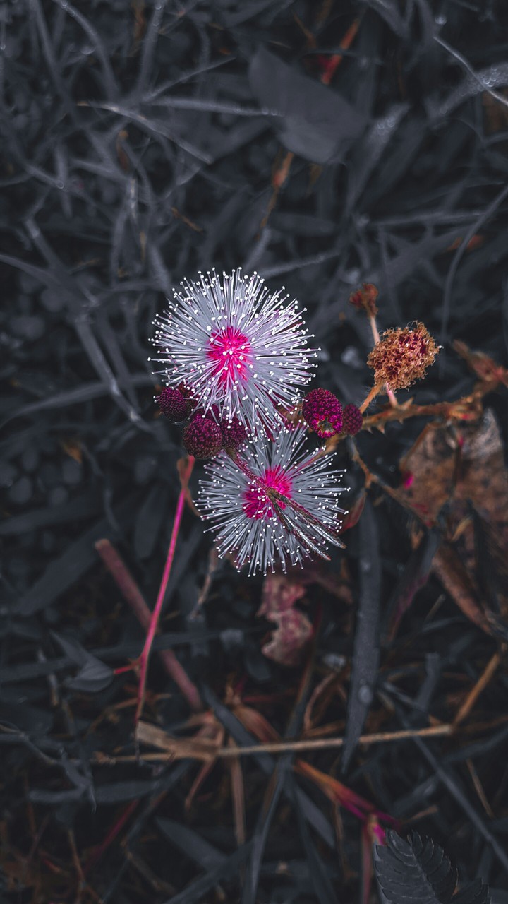 wild flower
