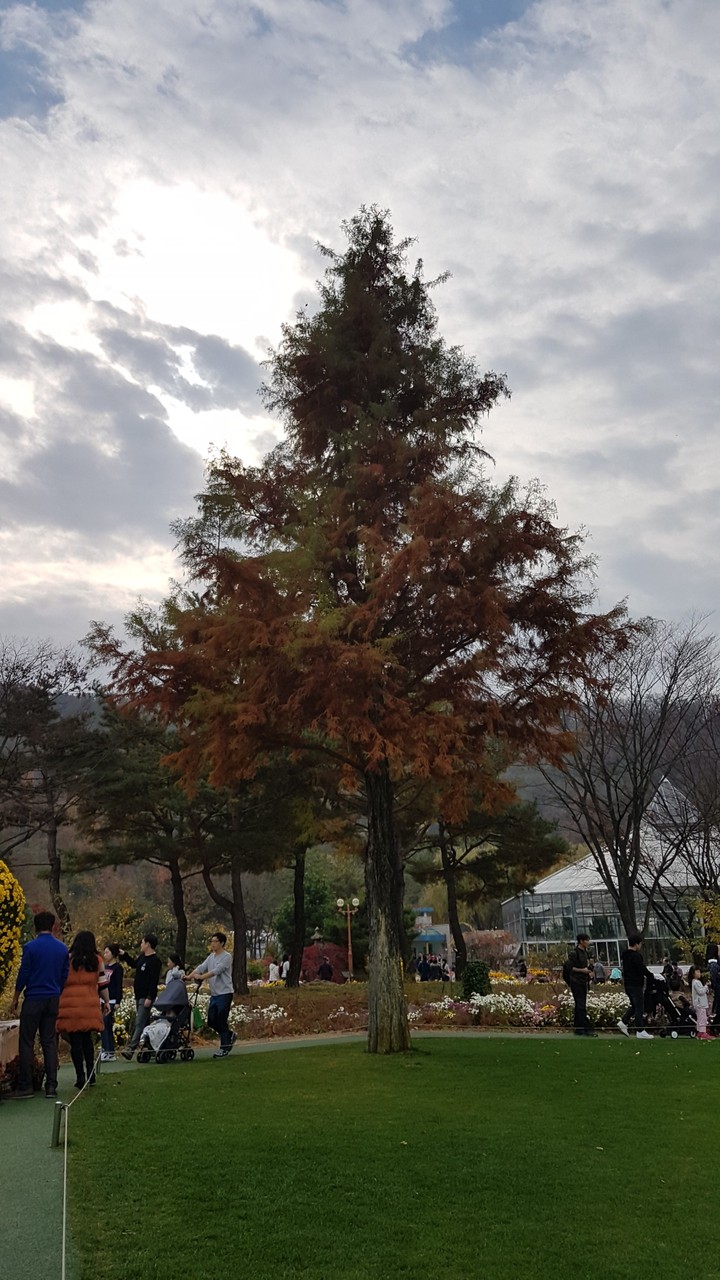 A Tree