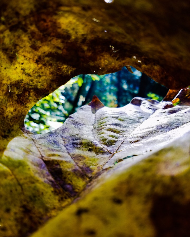 leaf view
