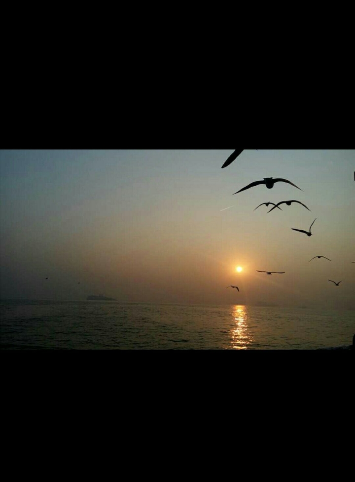 Sunset birds