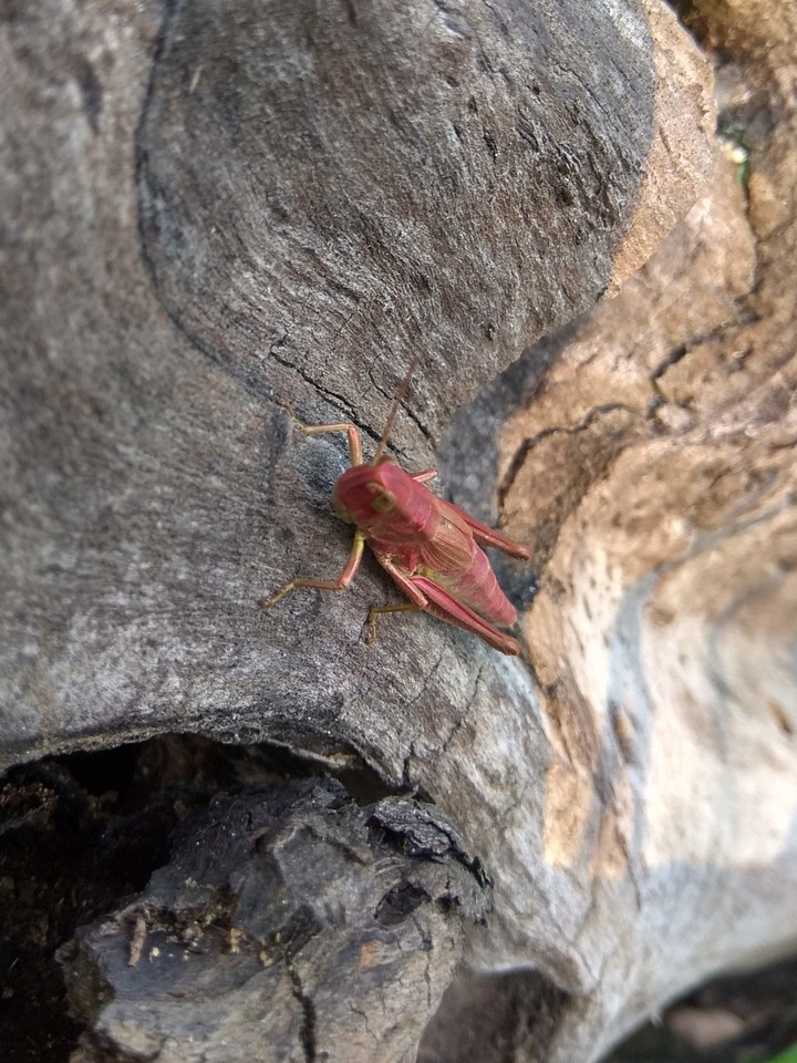 Grasshopper