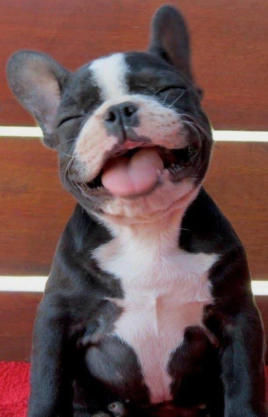 World's Happiest Dog