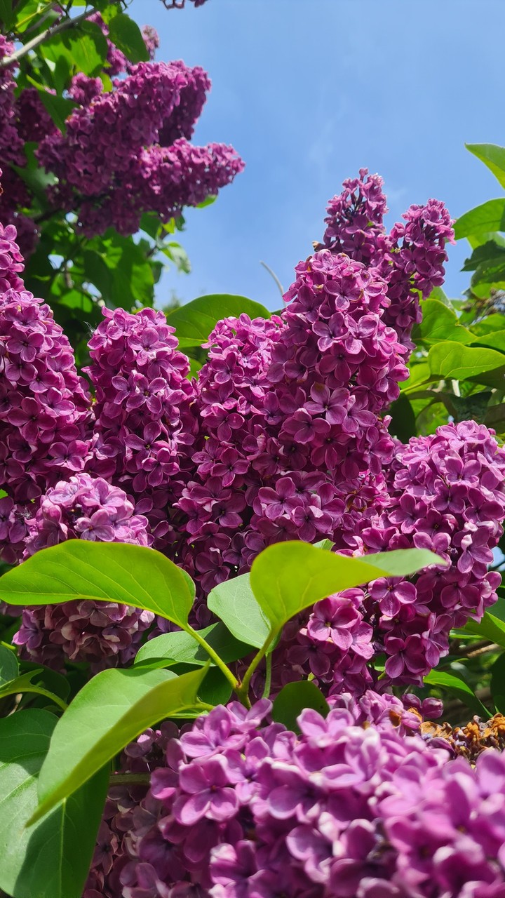springagain