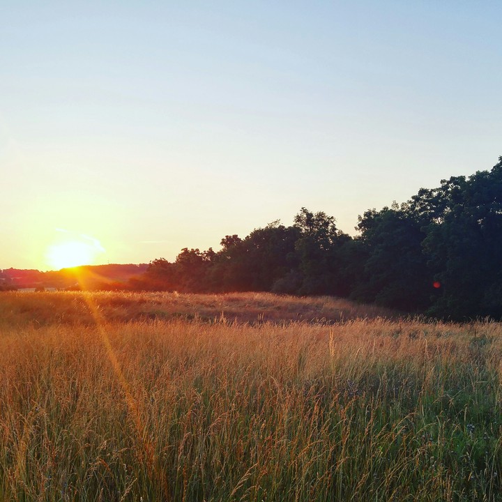 field