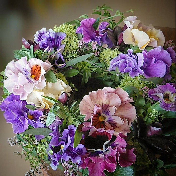 Viola