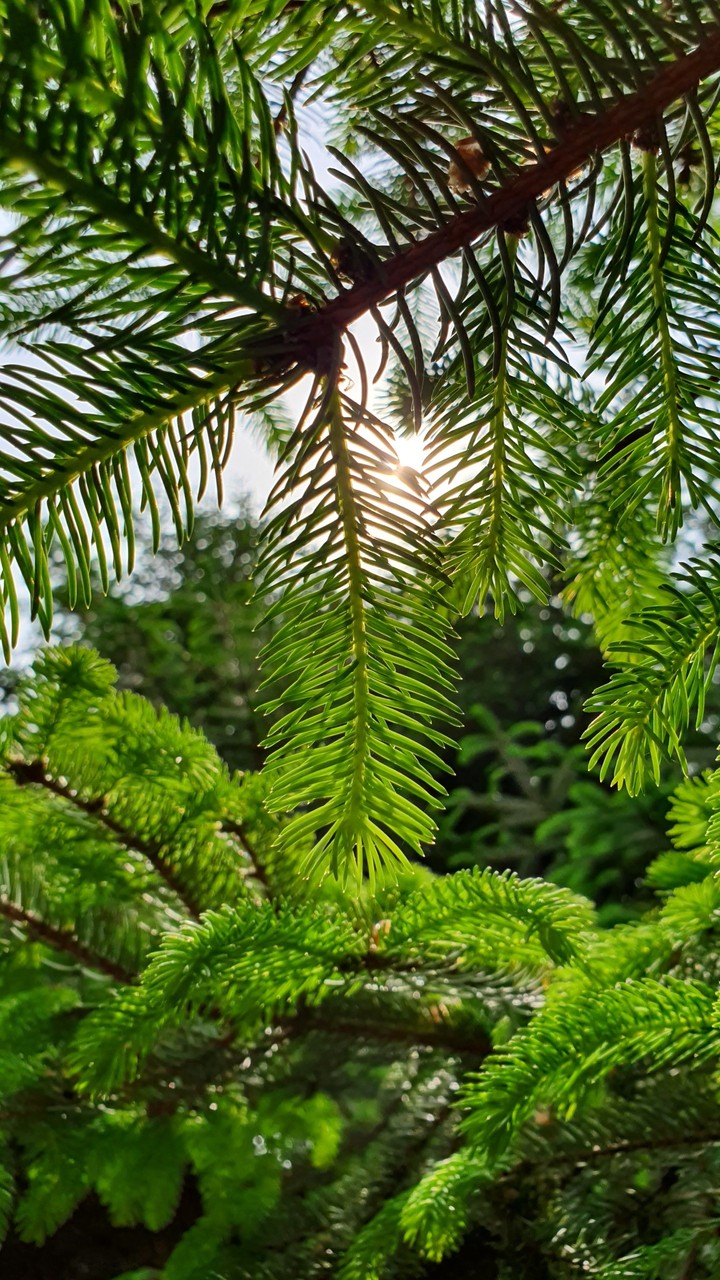 fir-tree