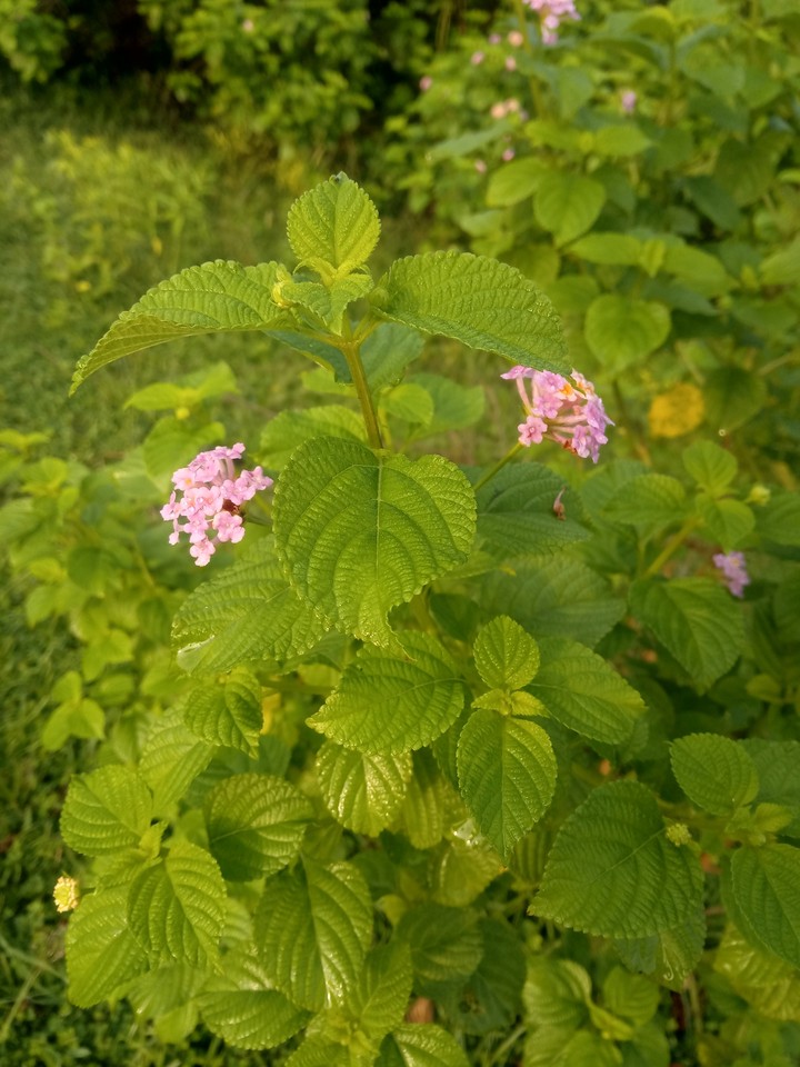 leafs