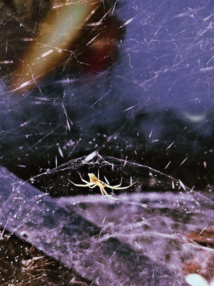 Spider